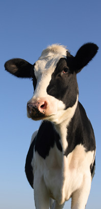 Moo!